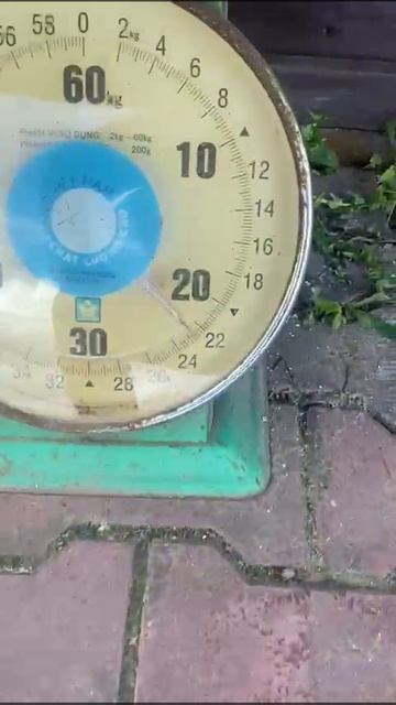 14/05/25г. Великолепный улов карпа .