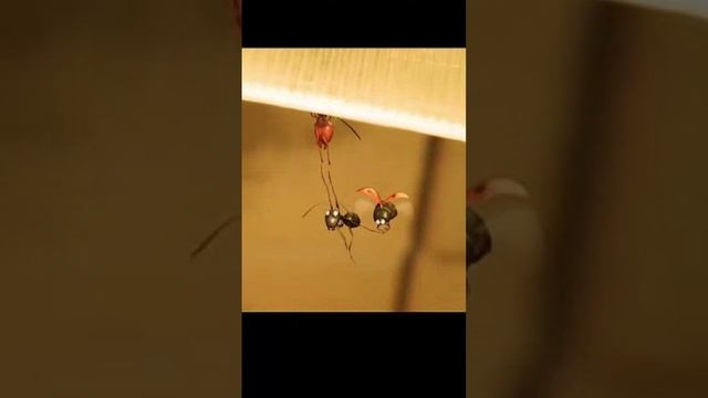 Смешной мультик про муравья