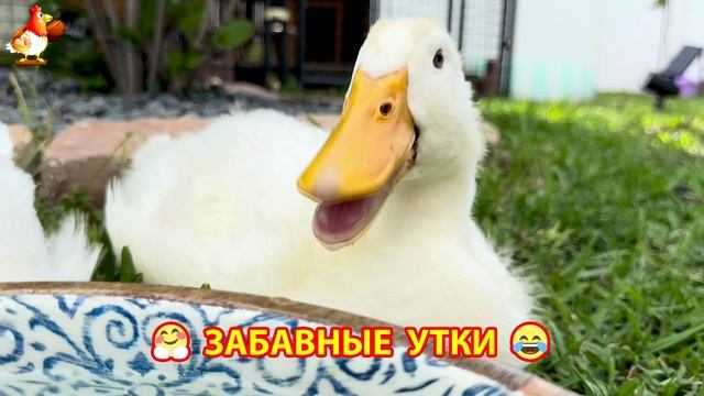 Забавные утки мускусные и пекинские на свободном выгуле ч.(16) ❣️🤗😂
