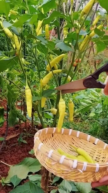 The process of harvesting chilies #shorts