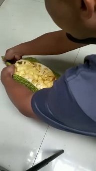 The process of splitting jackfruit #shorts