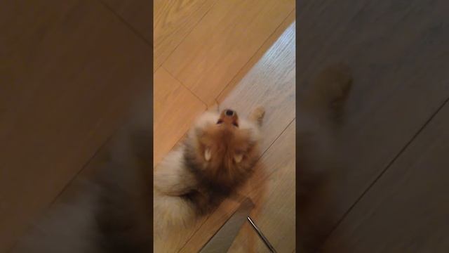 Померанцкий шпиц поет