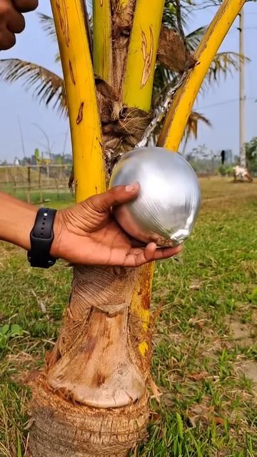 The process of picking silver-skinned coconuts #shorts