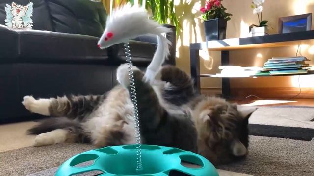 Породы кошек. Развивающее видео для детей о кошках