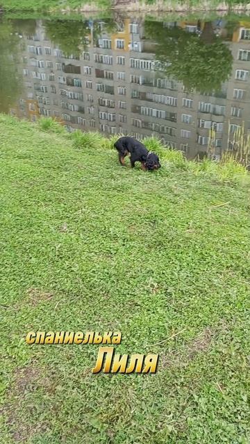 Русский охотничий спаниель