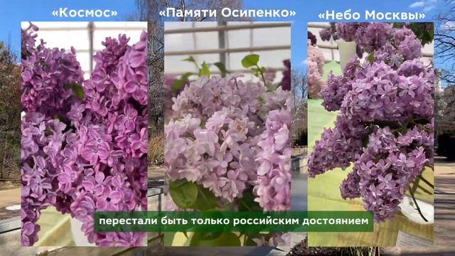Сирень, которая покорила весь мир — и вы о ней даже не ?
