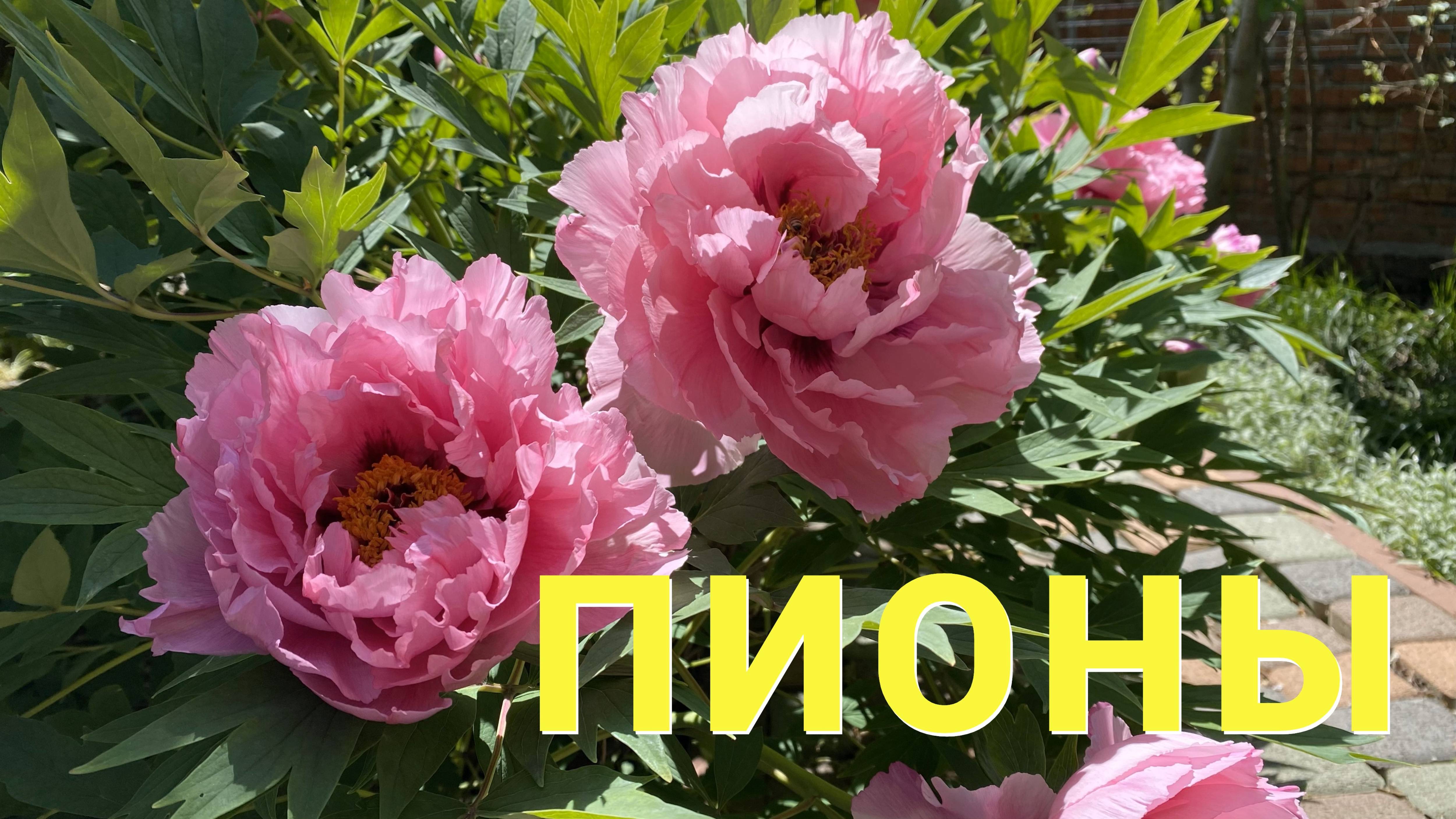 ПИОНЫ