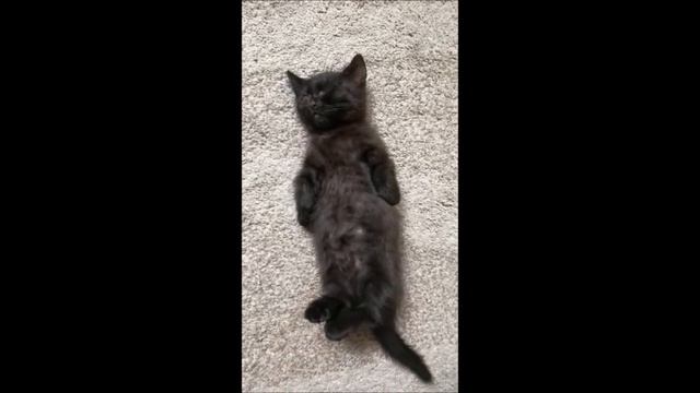 #shorts КОТЯТА МАНЧКИН ПОСЛЕ ОБЕДА НАДО СПАТЬ СОЛДАТИКОМ
