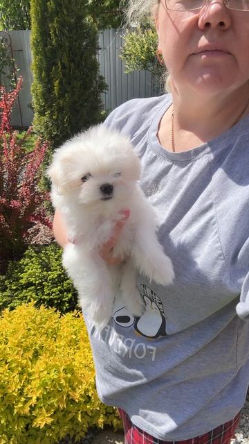 Девочка мальтезе 🎀
