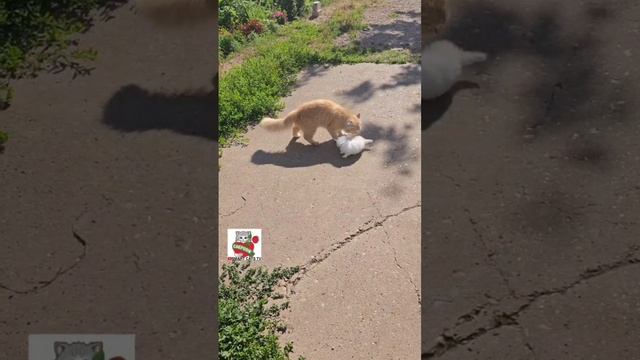 Здравствуй Пикселюша 😻❤️😽