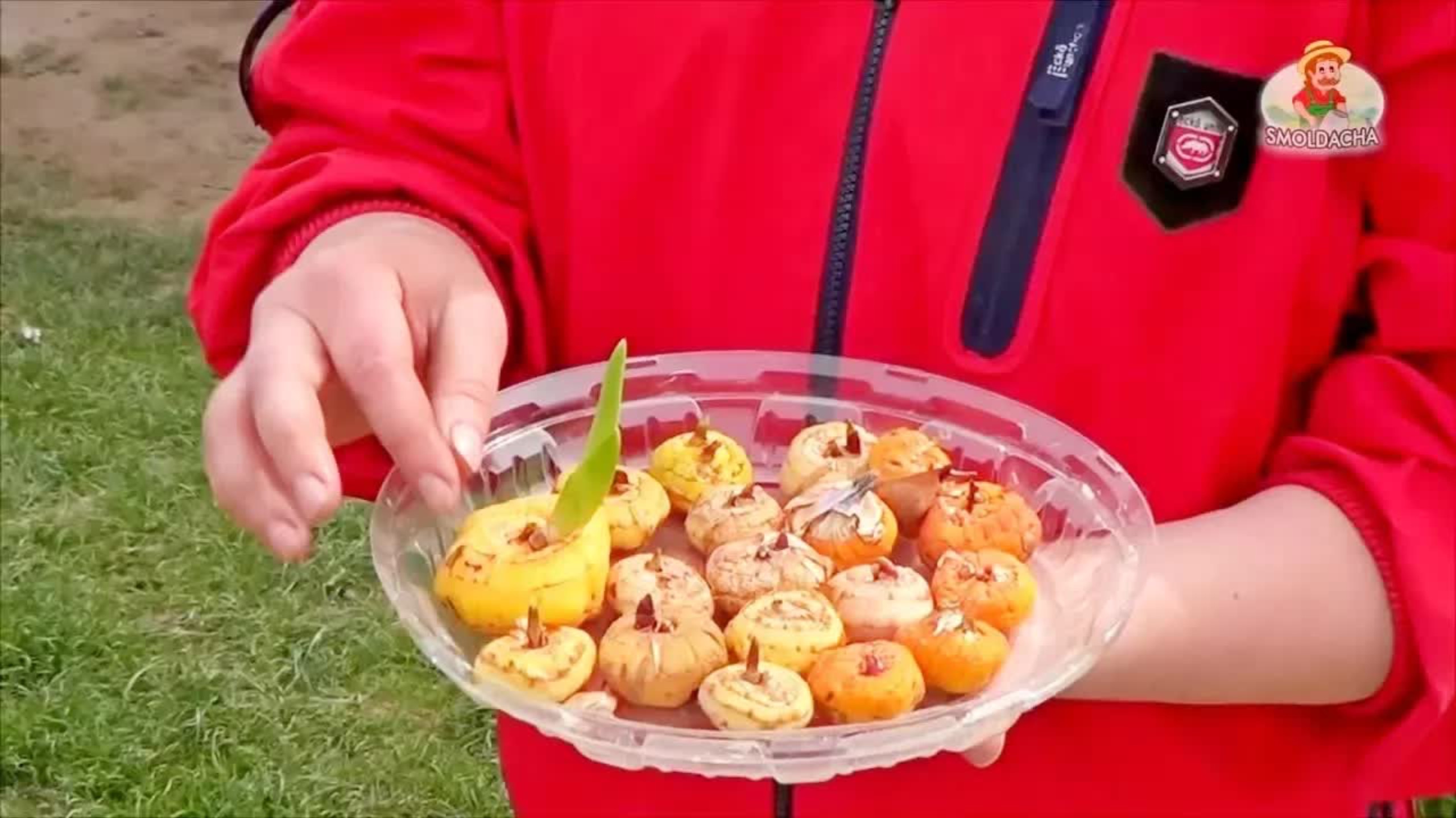 Когда и как сажать гладиолусы, чтобы они цвели пышно и не падали