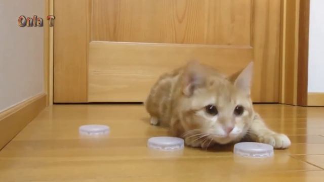 Приколы с кошками 2018.  Смешные коты и кошки.  Для поднятия настроения!
