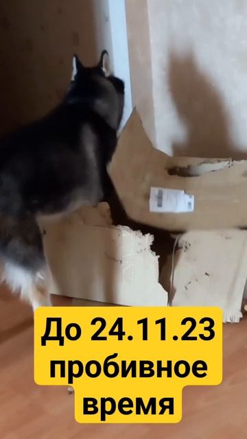 Марс в Скорпионе #овенгороскоп #марс #палестина #горос?