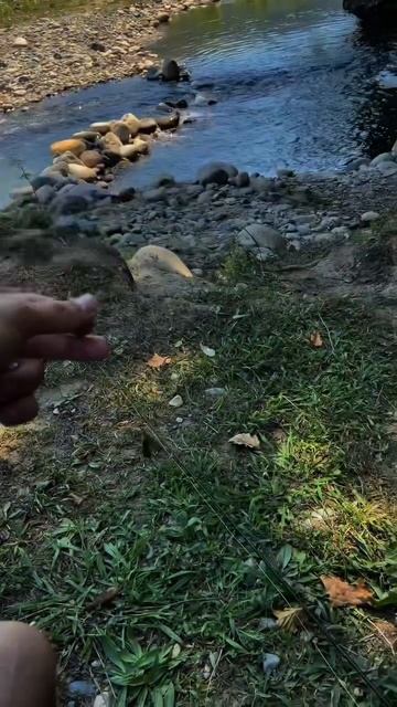 Бестна ARES 🤤👌.  #fishing #абхазия #trout #рыбалка #troutfishing