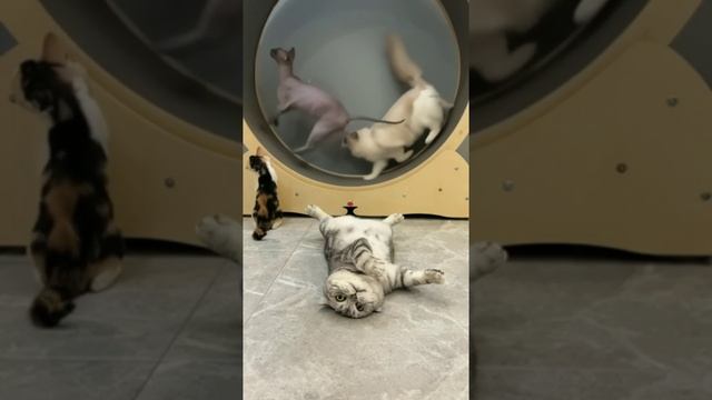 Наш TG https://t.me/liveofcats
