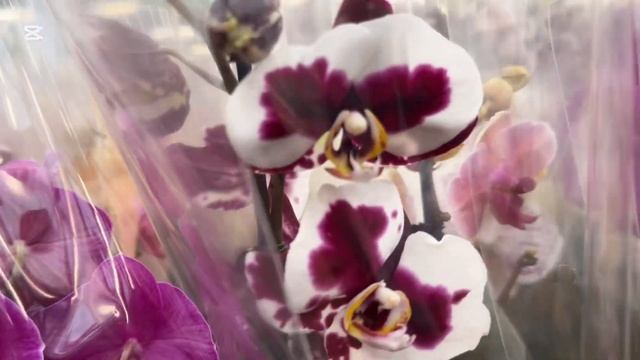 Привезли!!! Орхидеи голландские 16 января 2025 Материк Ми?