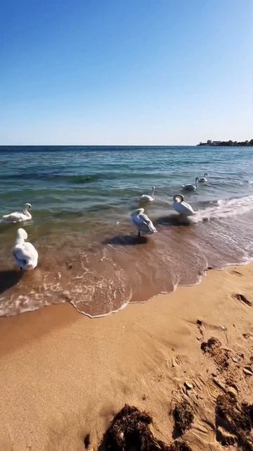 Крым, Евпатория, Море, Лебеди.