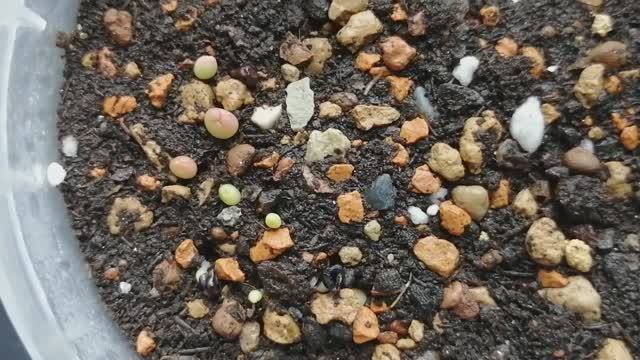 Кактусы и суккуленты из семян. День 7. Взошло 35 сеянцев из микса