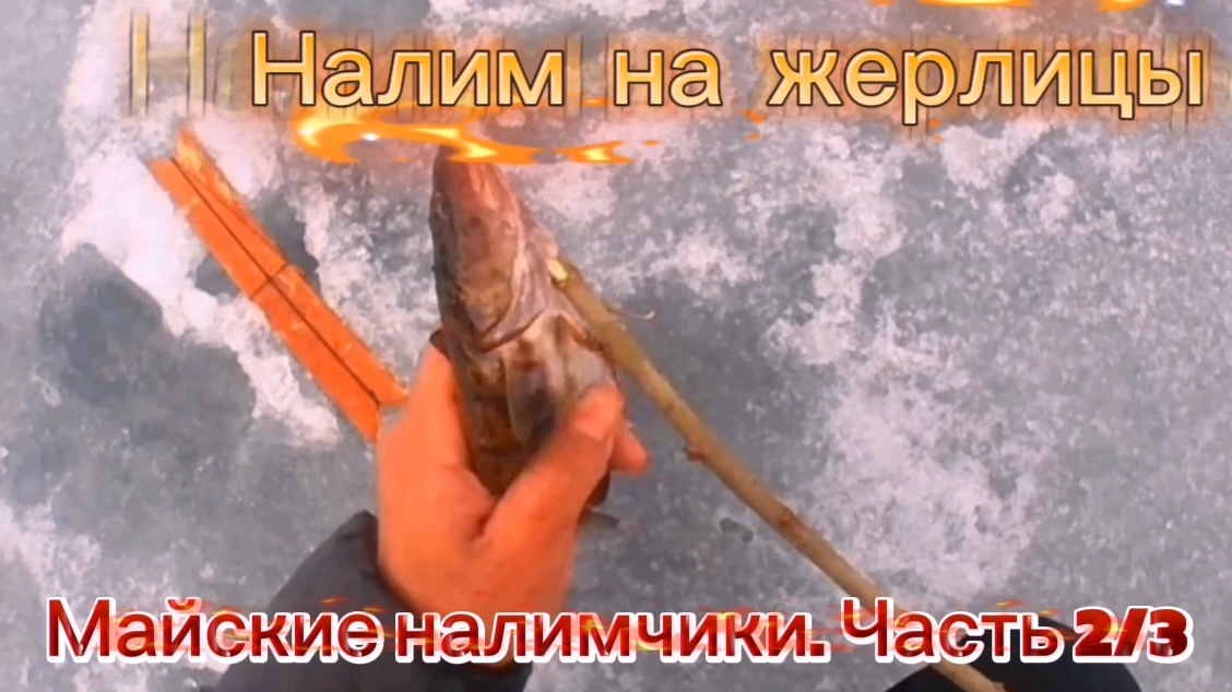 НАЛИМ. FISHING BURBOT. НА ЖЕРЛИЦЫ В МАЕ. ЧАСТЬ 2/3