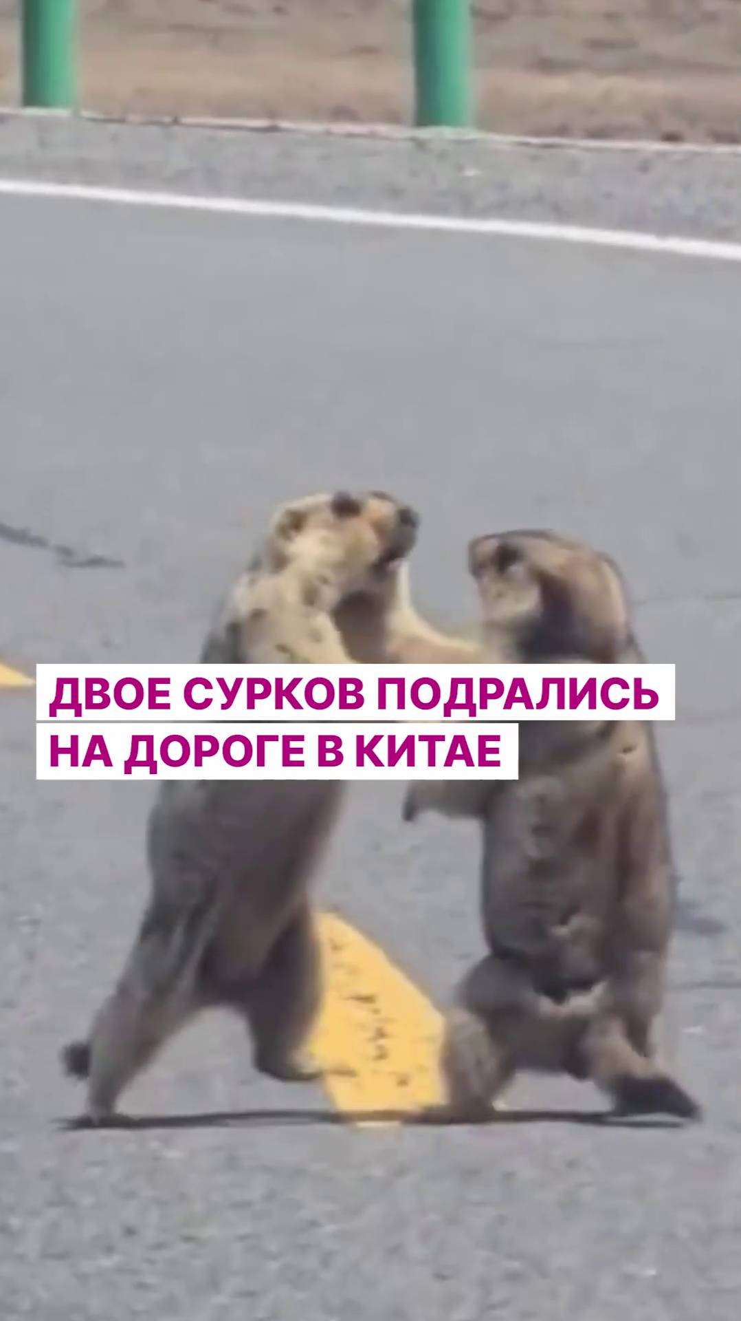 Двое сурков подрались на дороге в Китае