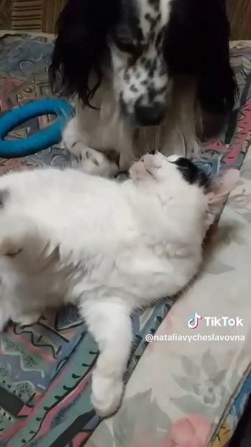 Как кошка с собакой... Это про них...)))