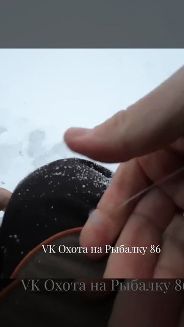 Таёжная пелядь #пелядь #рыбалка #сибирь #fishing #щука #оку?