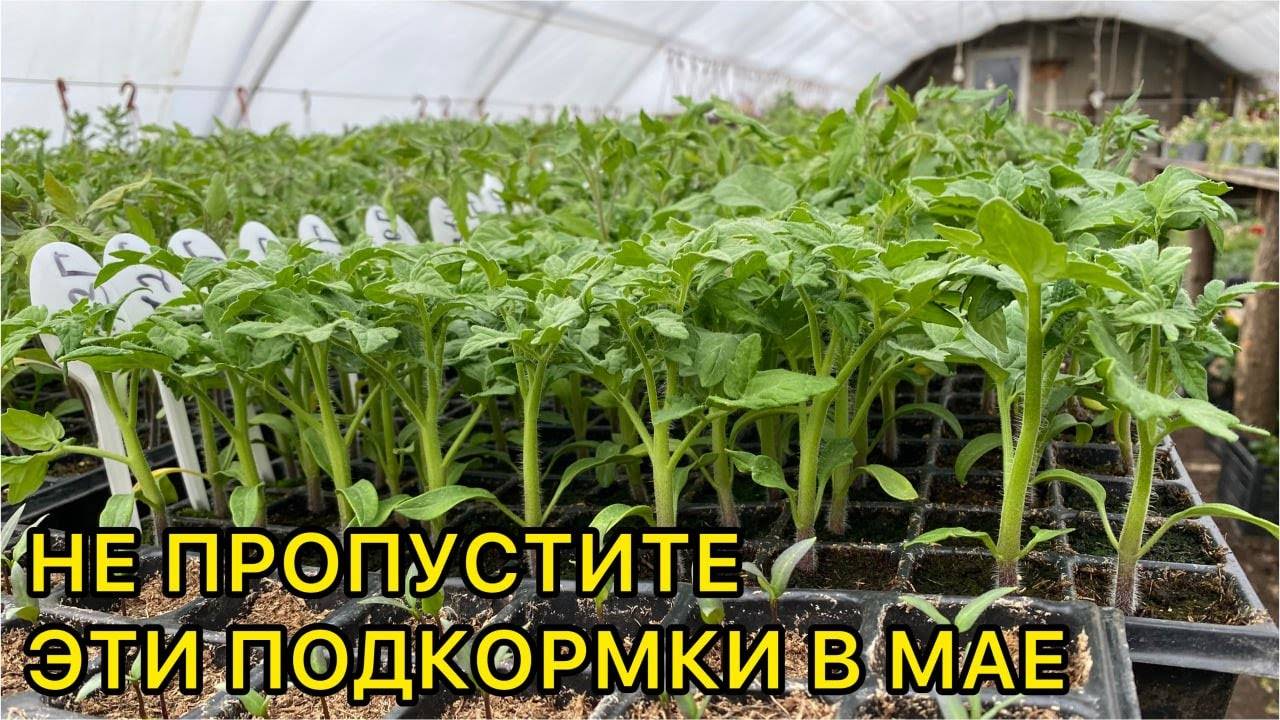 🌱🍅 СХЕМА ПОДКОРМОК РАССАДЫ ТОМАТОВ В МАЕ: ОТ ПИКИРОВКИ ДО ВЫСАДКИ 🍅🌱