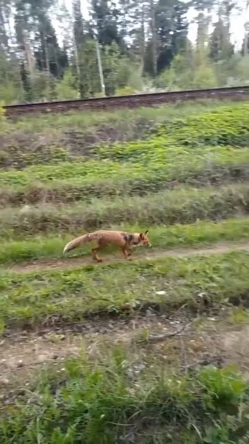 🦊У станции «Аникеевка» в Подмосковье заметили лисичку, которая начала линять к лету🦊