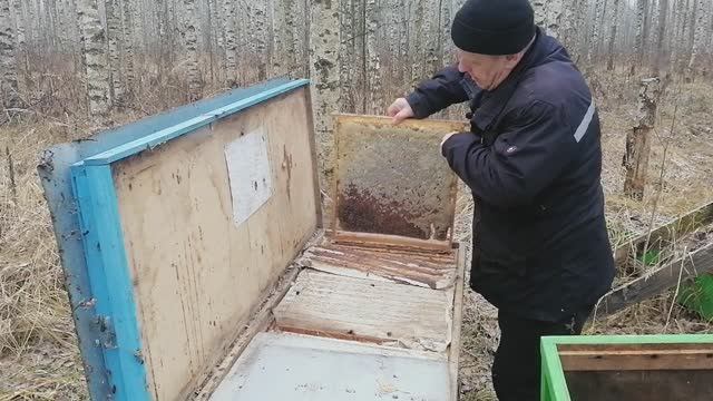 Третий отбор мёда в 2024 году в естественном пчеловодстве. 50 кг мёда. 2 семьи во Владимирском улье