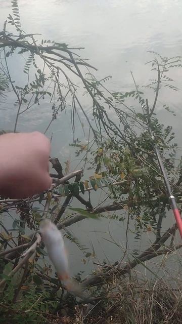 Рыбалка на реке Кубань #подпишись #карп #fishing #carp