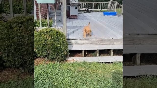 Щенок впервые увидел ступеньки и не понял что нужно делать. #животные #puppy #funny