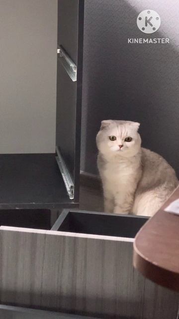 👍😸