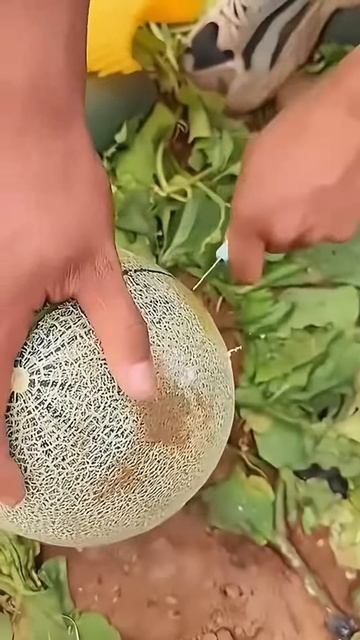 The process of splitting melons directly in the garden #shorts