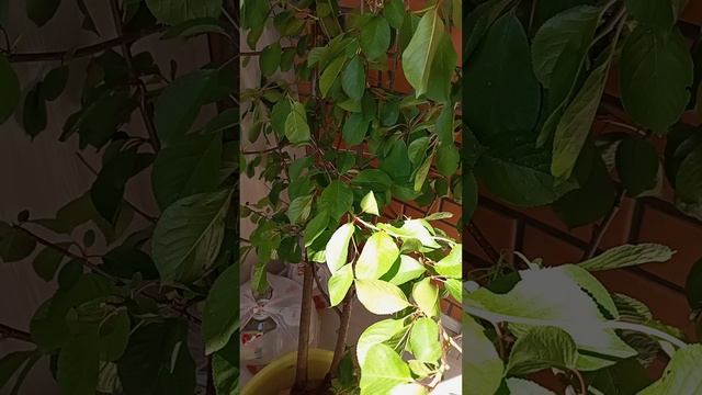Купила Вишню Шпанка 12.05.25