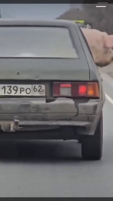 Царевну везут выдавать за муж!🤣🤣🤣