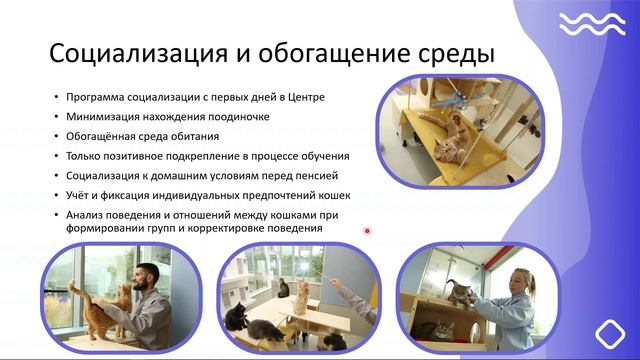 Практика создания комфортной среды для кошек