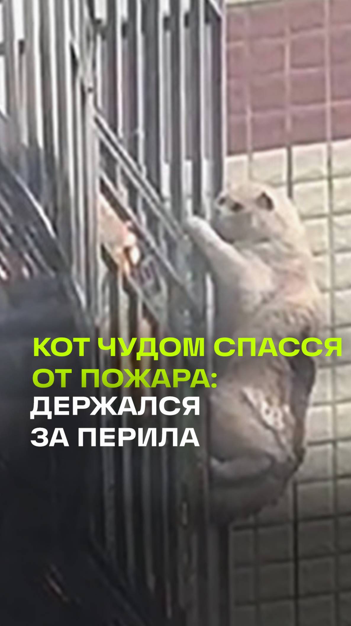 Кот чудом выжил во время пожара, держась за перила балкона в Китае.