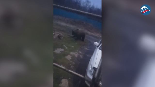 Хабаровский край: медведи выходят на прогулку в город