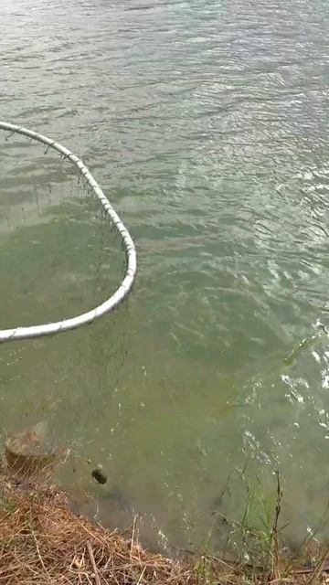Карась 600  #fishing #риболовля #карась