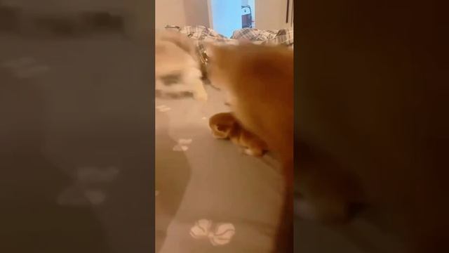 Я сейчас маму позову👀