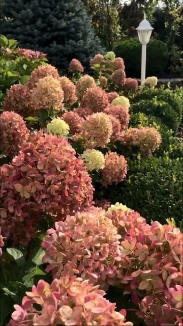 #little #lime #hydrangea #гортензия #garden #гортензія #flowers #park#jardin#shor