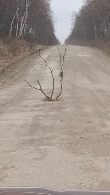 Вишневое дерево