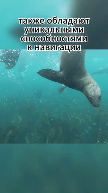 А вы знали что морские котики удивительные пловцы?