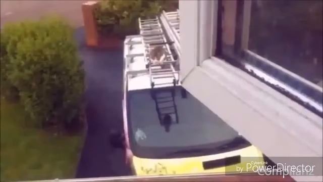 Приколы С котами