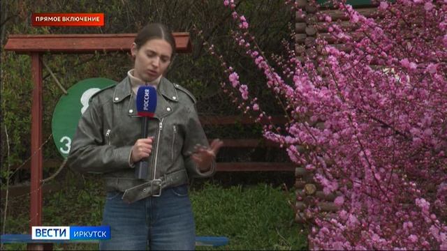 В Ботаническом саду Иркутского госуниверситета расцвел сибирский абрикос