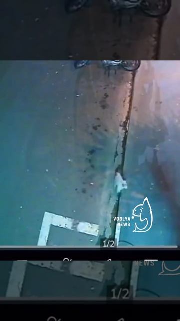 В Бразилии смелый кот спас своего друга из пасти собаки