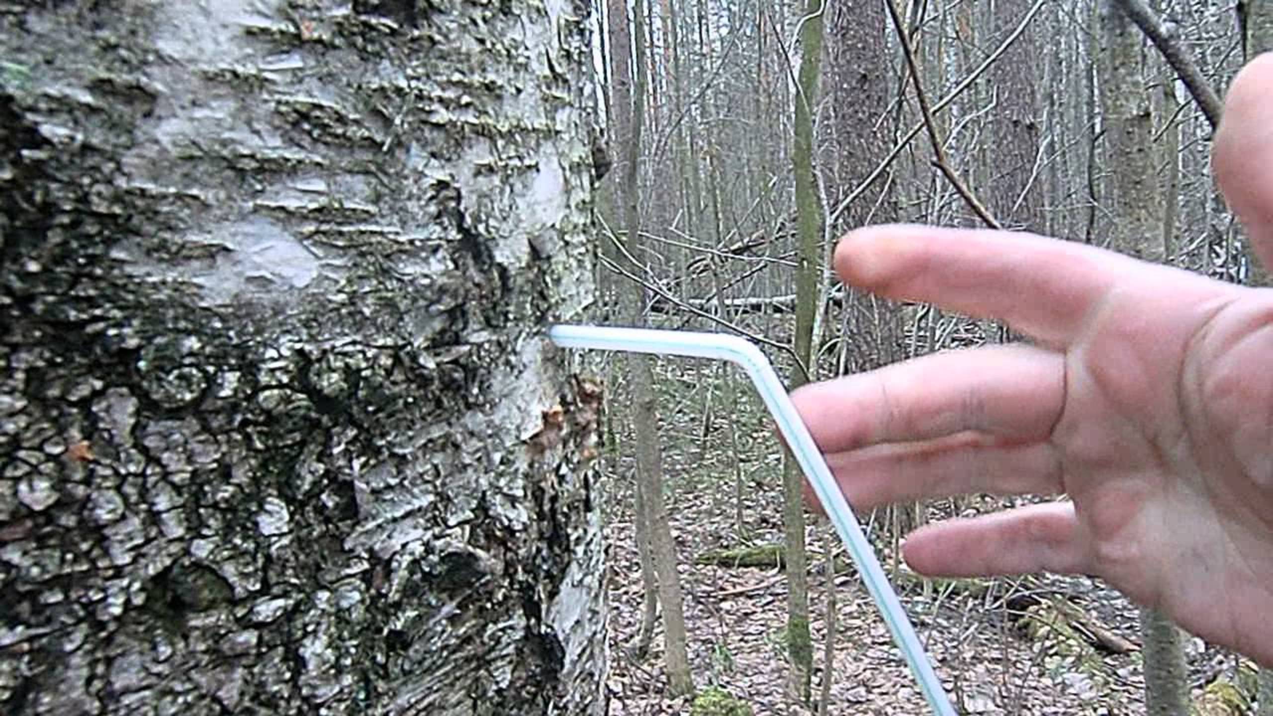 Настоящий БЕРЁЗОВЫЙ СОК — Как Собрать и Сделать Вкуснейший Напиток! Секреты Летнего Удачи