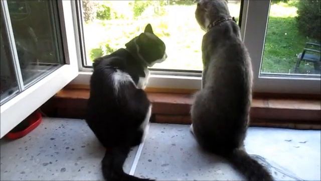 Коты утром. VIII 2020