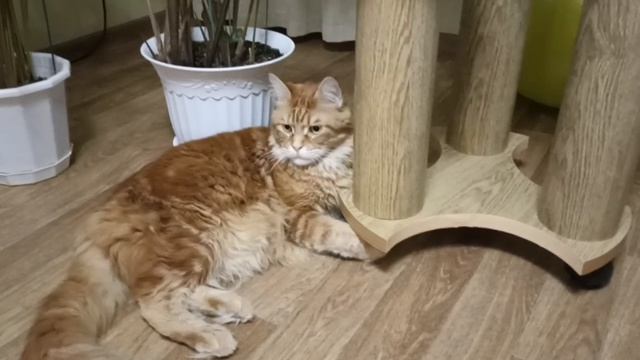 Не тут лежать не удобно, бабуль давай стол разложим, на нем хорошо было, просторно мяу