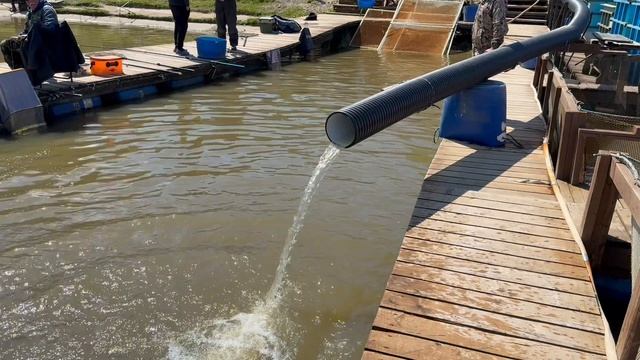 Запуск карпа в основной водоем !!!